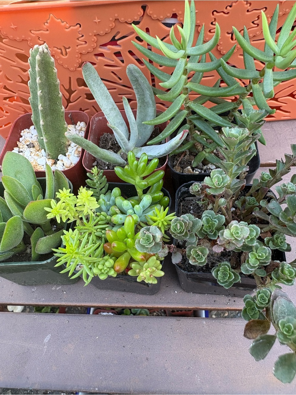 Assorted Green Succulent Mixed Planter - Home Accents 7small pots